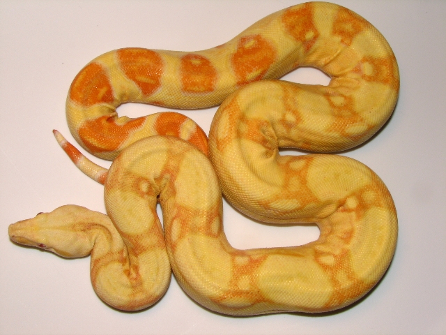 Male Albino