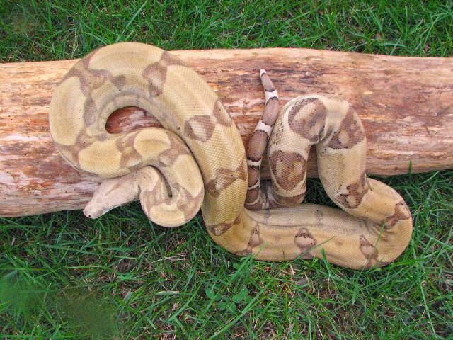 Male Ghost