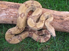 Male Ghost