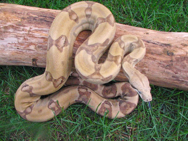 Male Ghost