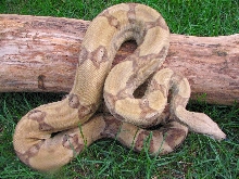Male Ghost