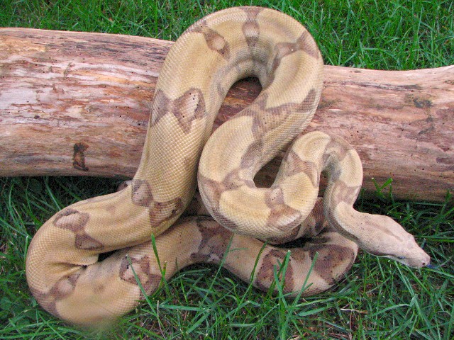 Male Ghost