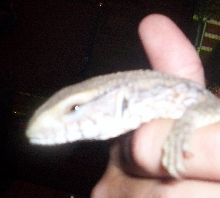 my baby hissy