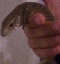 my baby hissy