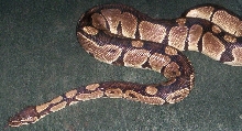 my ball python selvester