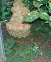 hexagon for some sort of herp