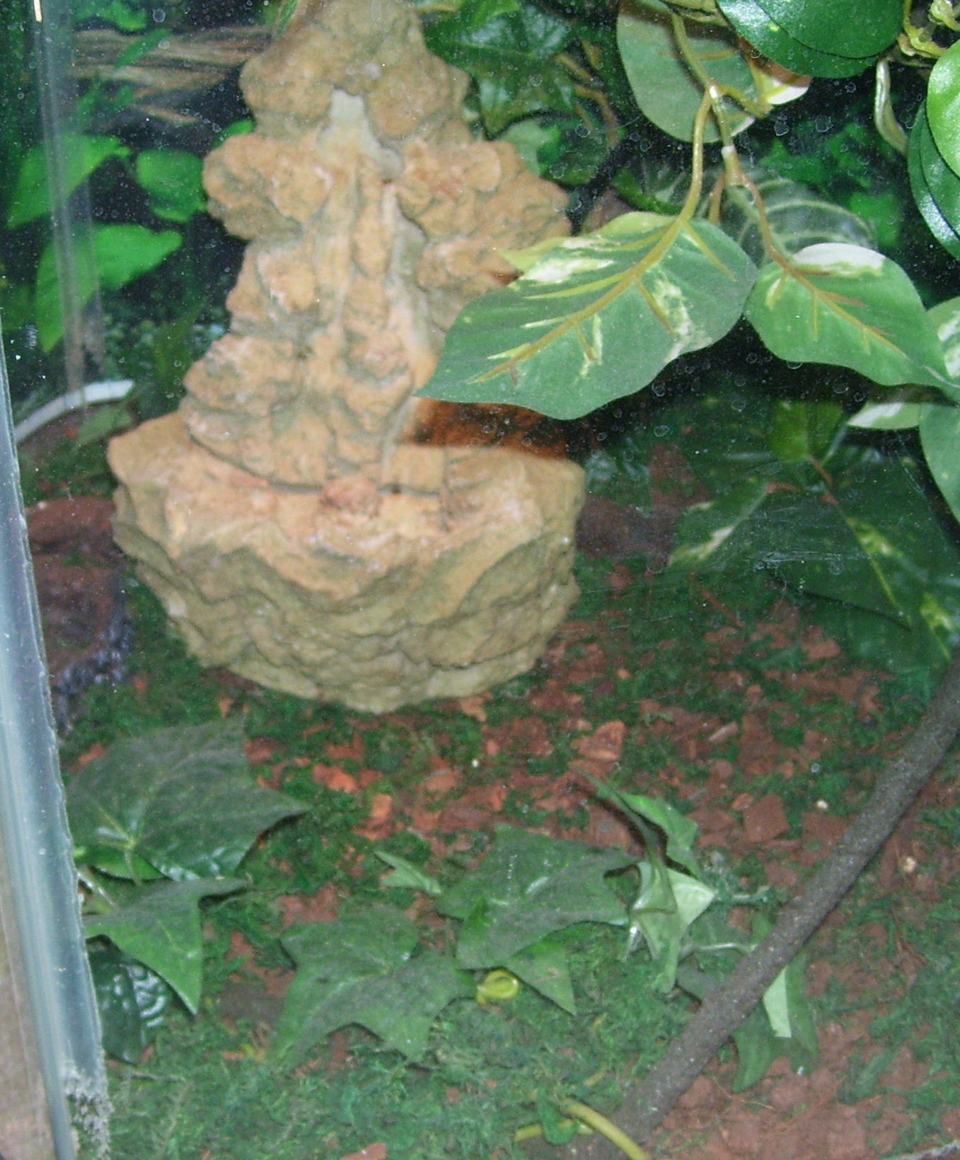 hexagon for some sort of herp