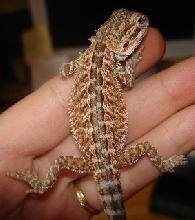 Male "Joe"