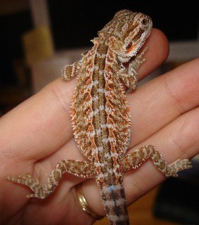 Male "Joe"