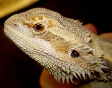female "terri"