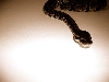 Snakey
