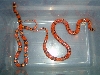 Hypo Hondo Females