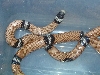 Female Hypo Sinaloan