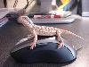 mmm mouse