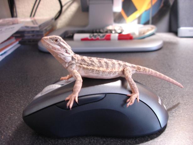 mmm mouse