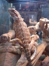 hangin-out