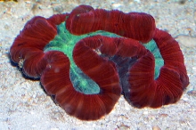 Saltwater - Austin Aquariums