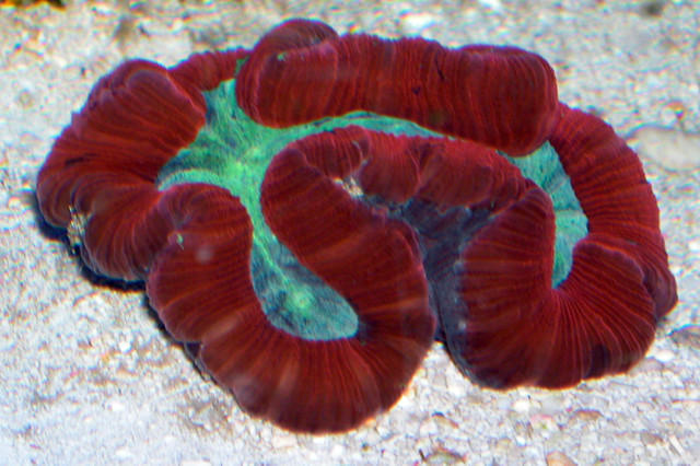 Saltwater - Austin Aquariums