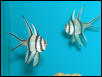 Saltwater - Austin Aquariums