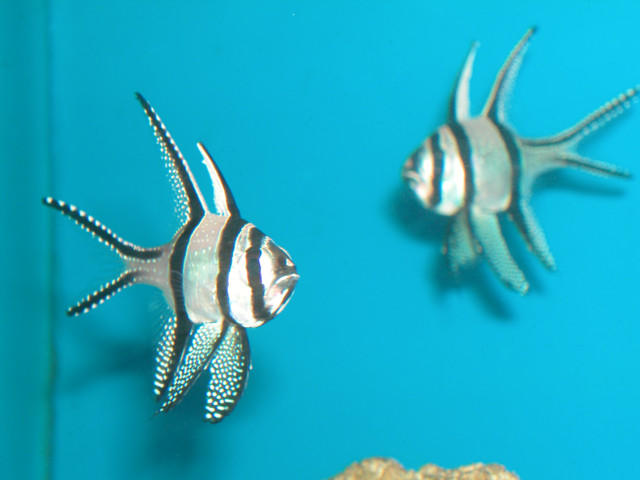 Saltwater - Austin Aquariums