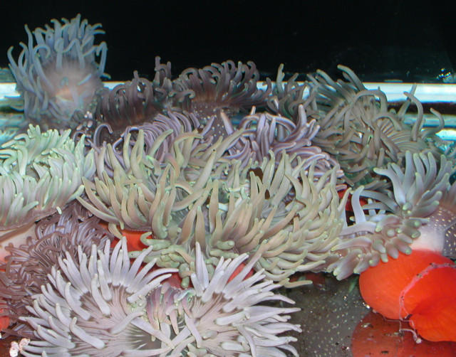 Saltwater Photos