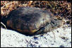 gopher tortoise
