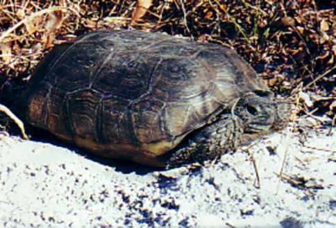 gopher tortoise