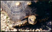 Geochelone Carbonaria