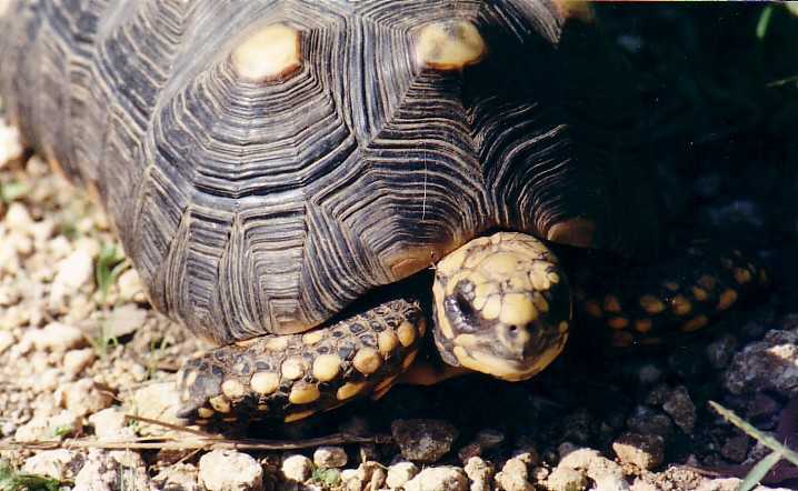 Geochelone Carbonaria