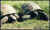 Aldabra tortoises