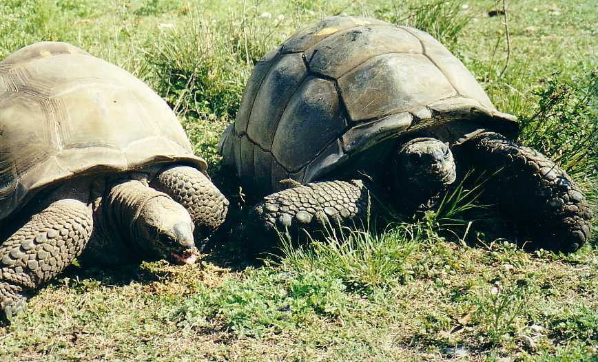 Aldabra tortoises