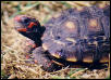 redfoot youngster