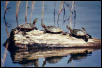 painted turtles basking