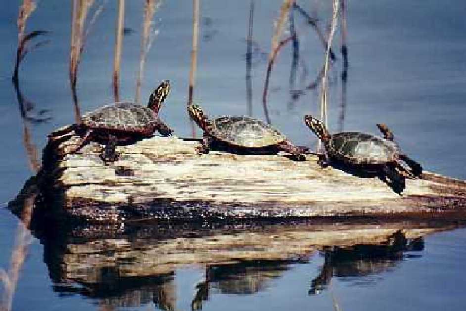 painted turtles basking
