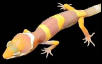 gecko 1