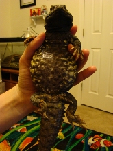 Rex 1