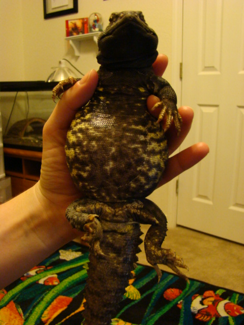 Rex 1