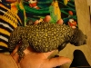 Rex 2