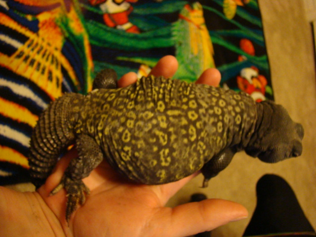 Rex 2