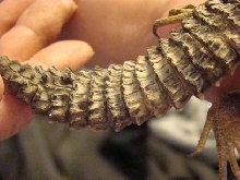 Nessie's Tail