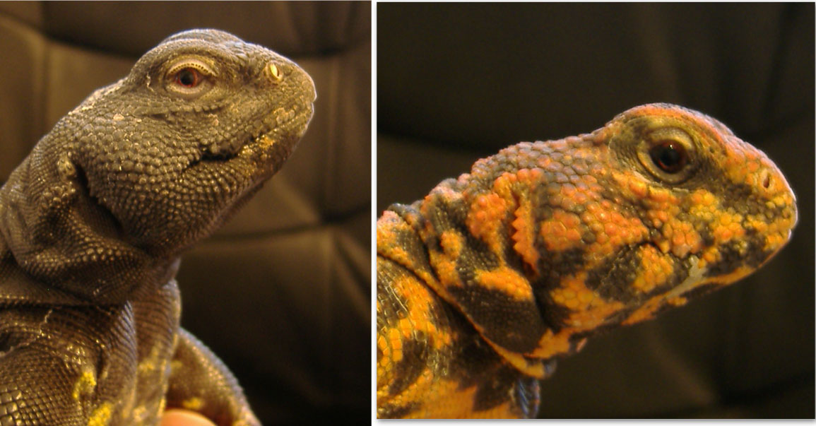 Rex and Spike