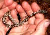 Baby Western Racer