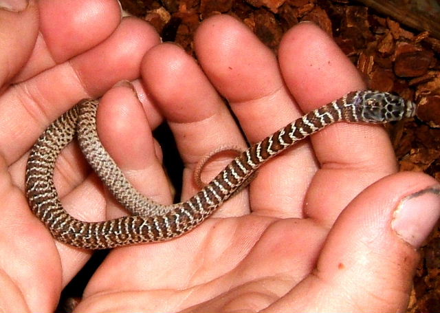 Baby Western Racer
