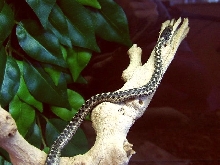 Garter Snake