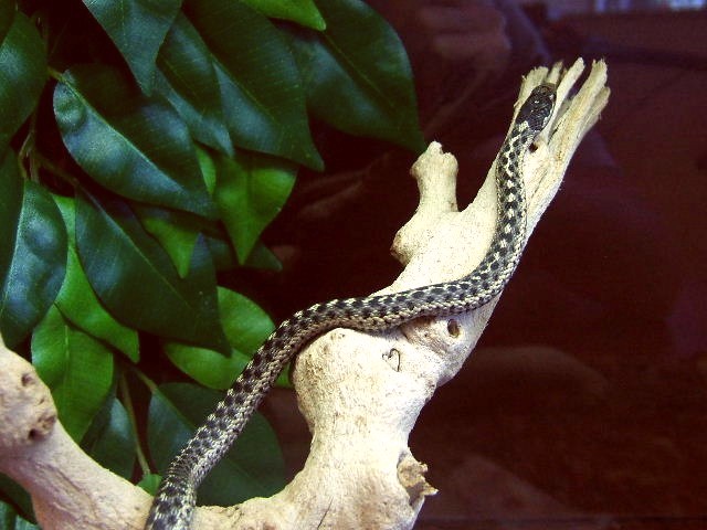 Garter Snake