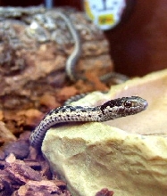 Garter Snake Closeup