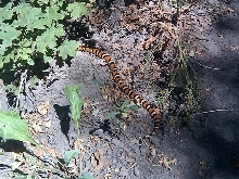 Utah Milk Snake