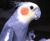 Beaver (our bird)