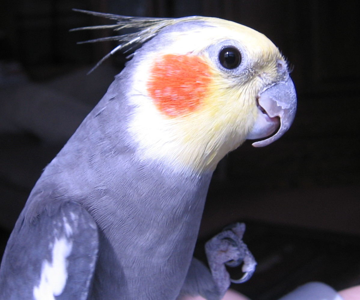 Beaver (our bird)