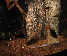 fish tank